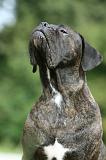 CANE CORSO 1011